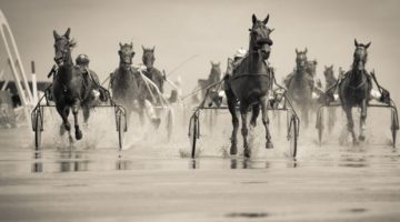 Horse Racing Information